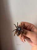 strass spider brooch